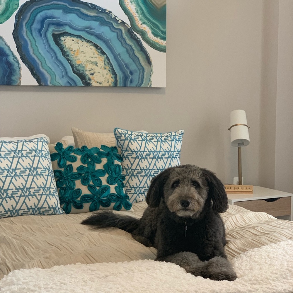 Meet your Posher, Francis